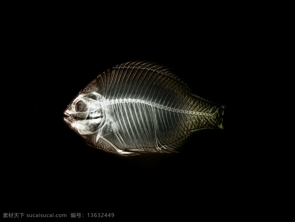 海洋 鱼 透视图 效果图 鱼的透视图 视觉冲击图 创意透视图 动物透视图