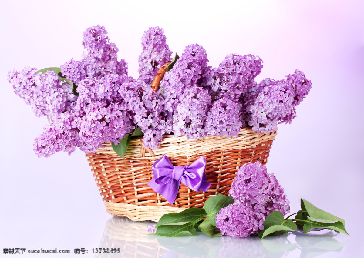 紫色的花朵 紫色 花朵 薰衣草 植物 花草 竹筐 生物世界
