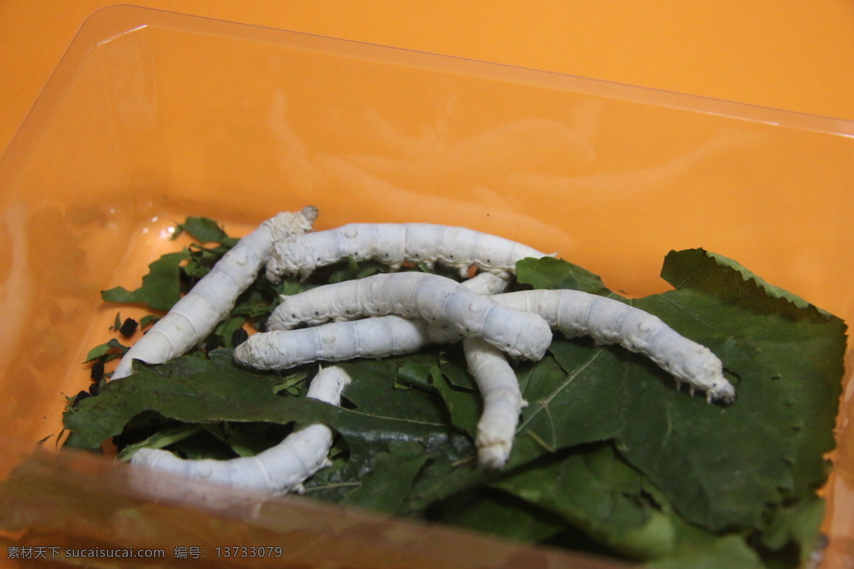 蚕宝宝 蚕丝 桑叶 蚕 蚕茧 生物世界 昆虫