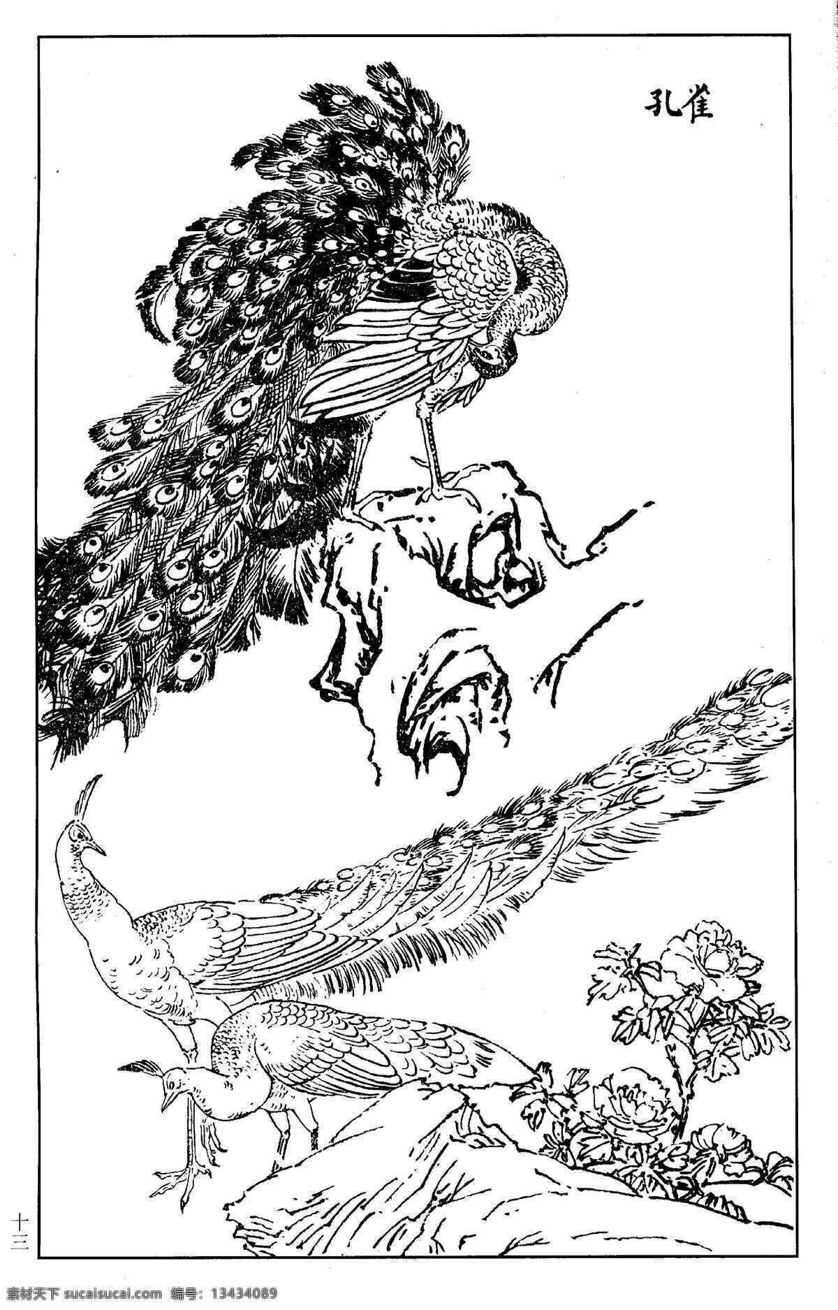 孔雀 鸟 百鸟 百鸟图 百鸟谱 鸟类 鸟兽 花鸟 小鸟 白描 线描 黑白稿 绘画 工笔花鸟 工笔 王满良 梁熔 美术 美术出版社 生物世界 设计图库