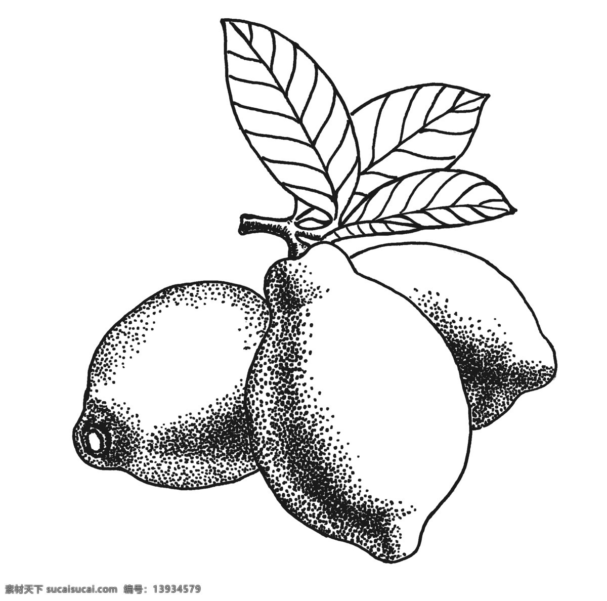 手绘 柠檬 插图 失 量 图 元素 矢量 免抠 插画 柠檬茶 图案 茶包装 茶
