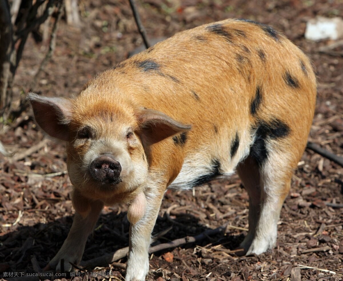 黄 毛 土 猪 高清 图 土猪 猪肉 野猪 毛猪 生猪 生物世界 野生动物