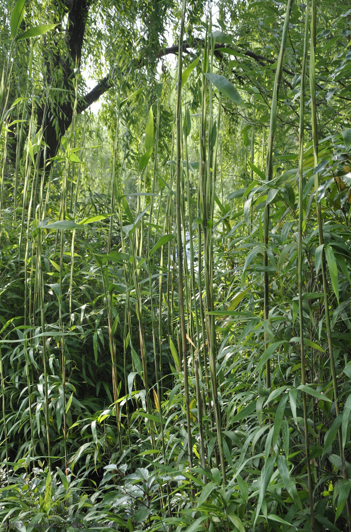 竹子 竹笋 绿色 植物 树 生物世界 花草