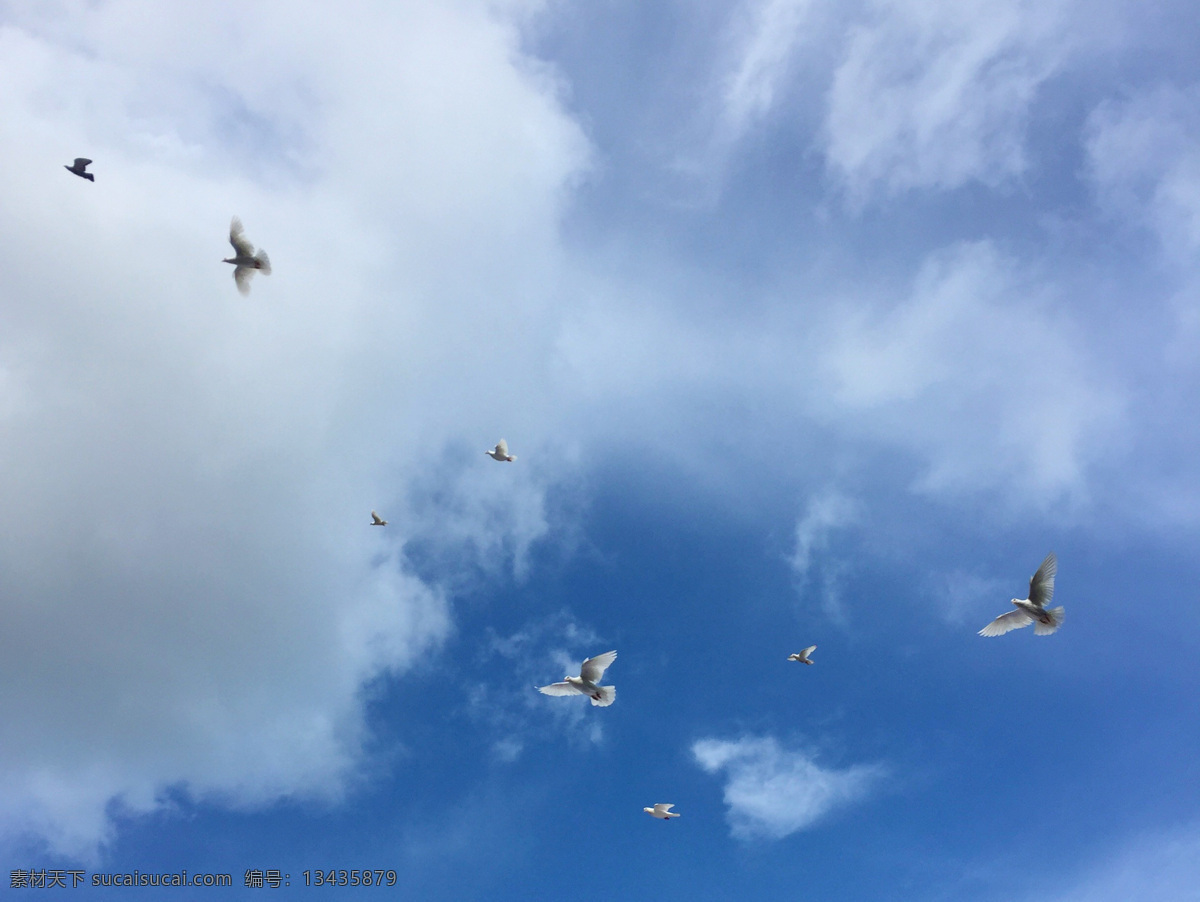 鸽子 鸟 翅膀 天空 云 蓝色 蓝天 云朵 生物世界 鸟类