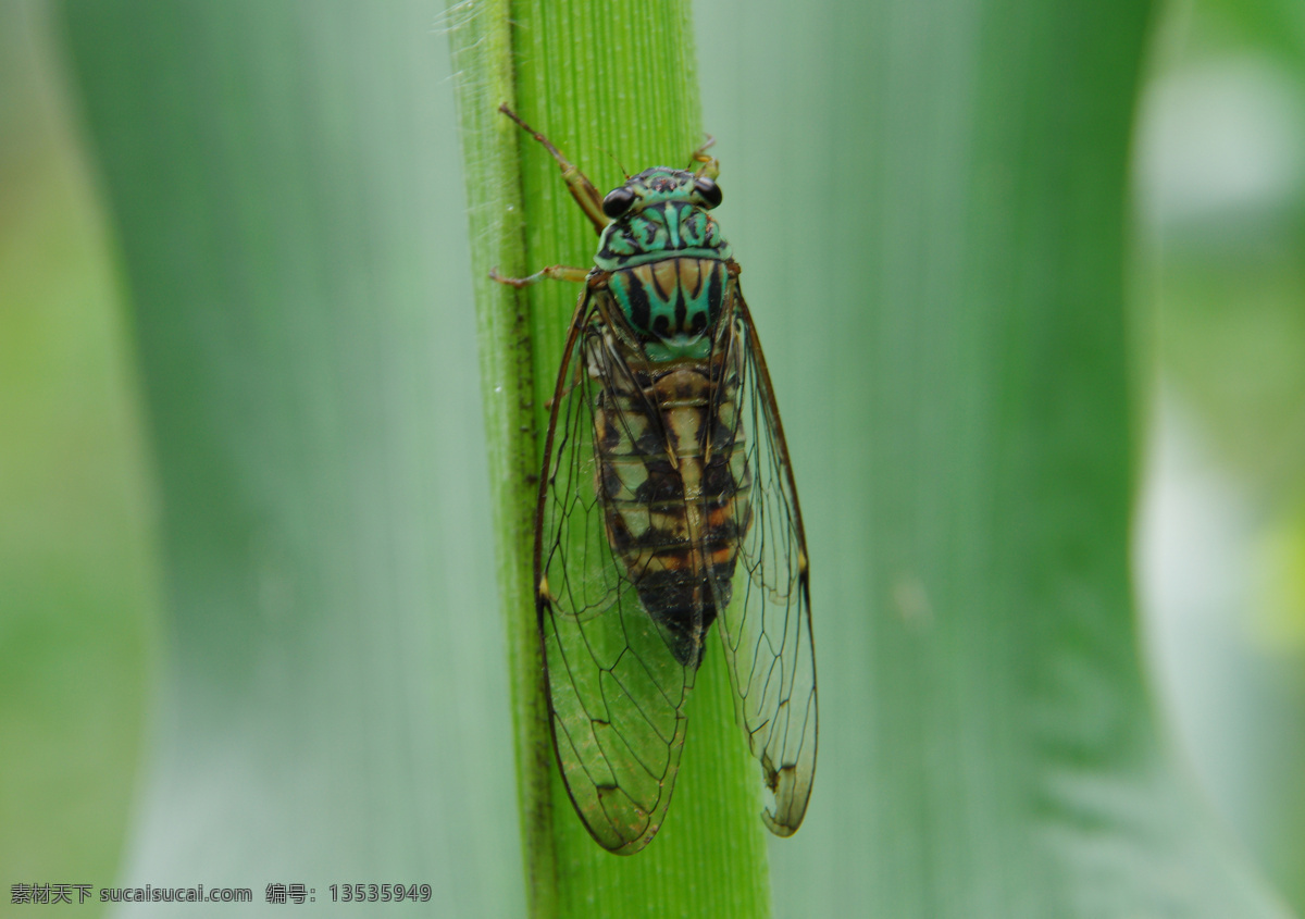 秋 蝉 纯天然 昆虫 绿色植物 南瓜 生物世界 原生态 秋蝉 蝉鸣