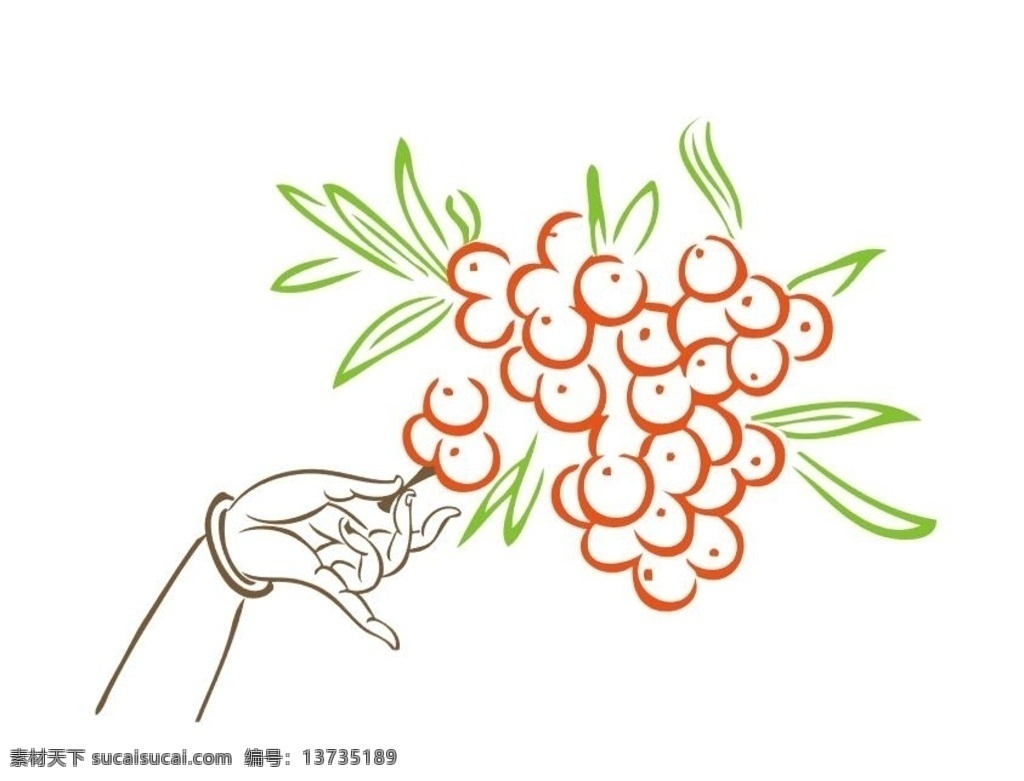 摘葡萄 提子 水果 车厘子 樱桃 叶子 手 兰花指 插图 插画 矢量 卡通 常用卡通标志 动漫动画