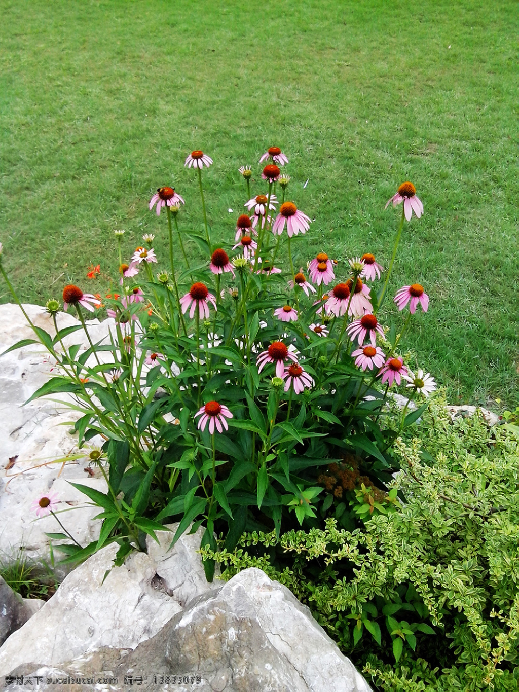 松果菊 草地 石中松果菊 菊花 小菊花 花草 生物世界