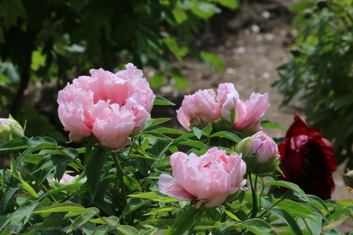 牡丹花 牡丹 观赏花卉 鼠姑 木芍药 百雨金 洛阳花 花朵 花瓣 花蕊 花卉 花儿 花草 植物 园林绿化 绿化景观 芍药牡丹 生物世界