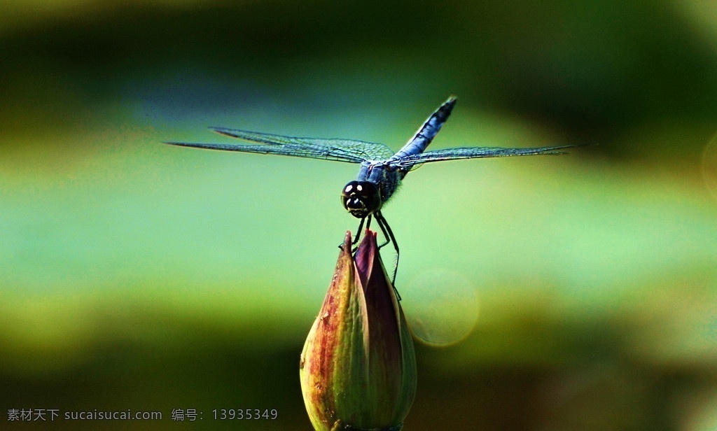 灰蜻蜓 荷花塘 荷花上的蜻蜓 昆虫蜻蜓 蜻蜓 飞 落 荷花 上 只 漂亮 生活世界 昆虫 生物世界