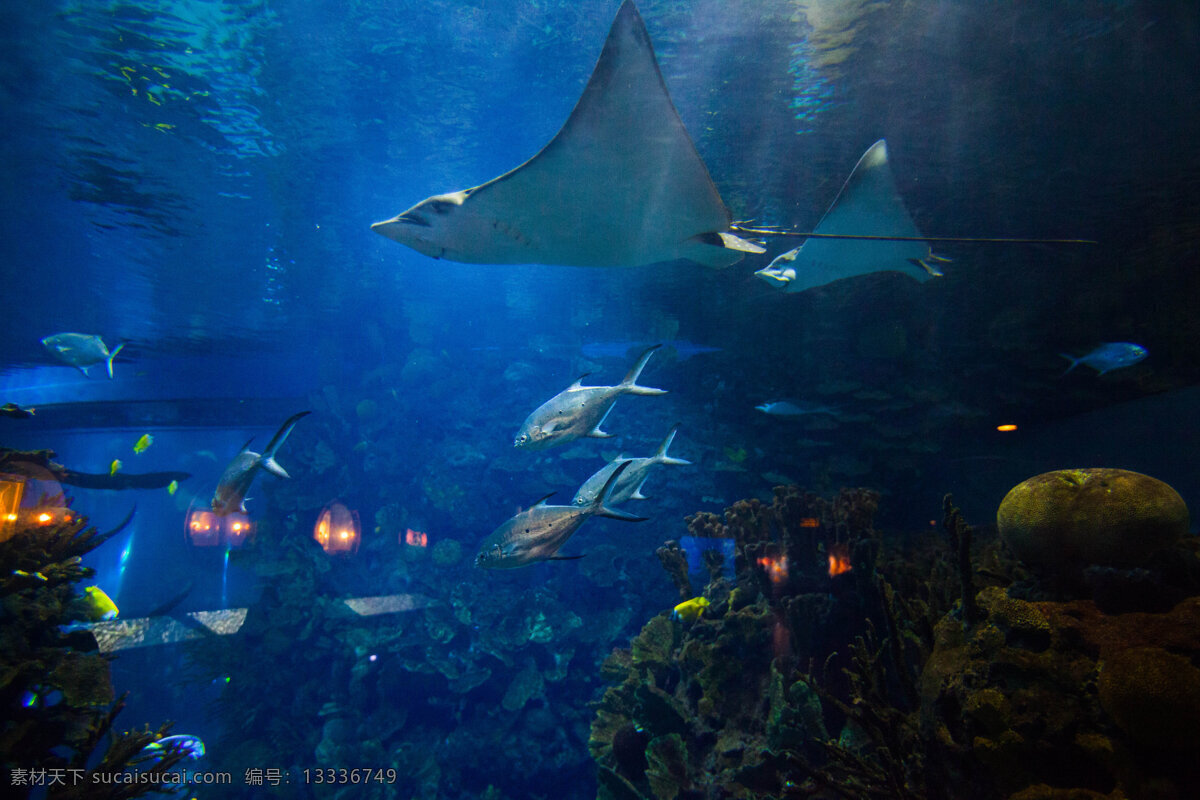 北京 海洋馆 海底 海洋 海洋生物 旅游 旅游景点 生物世界 北京海洋馆 主题乐园 现代建筑 鱼类