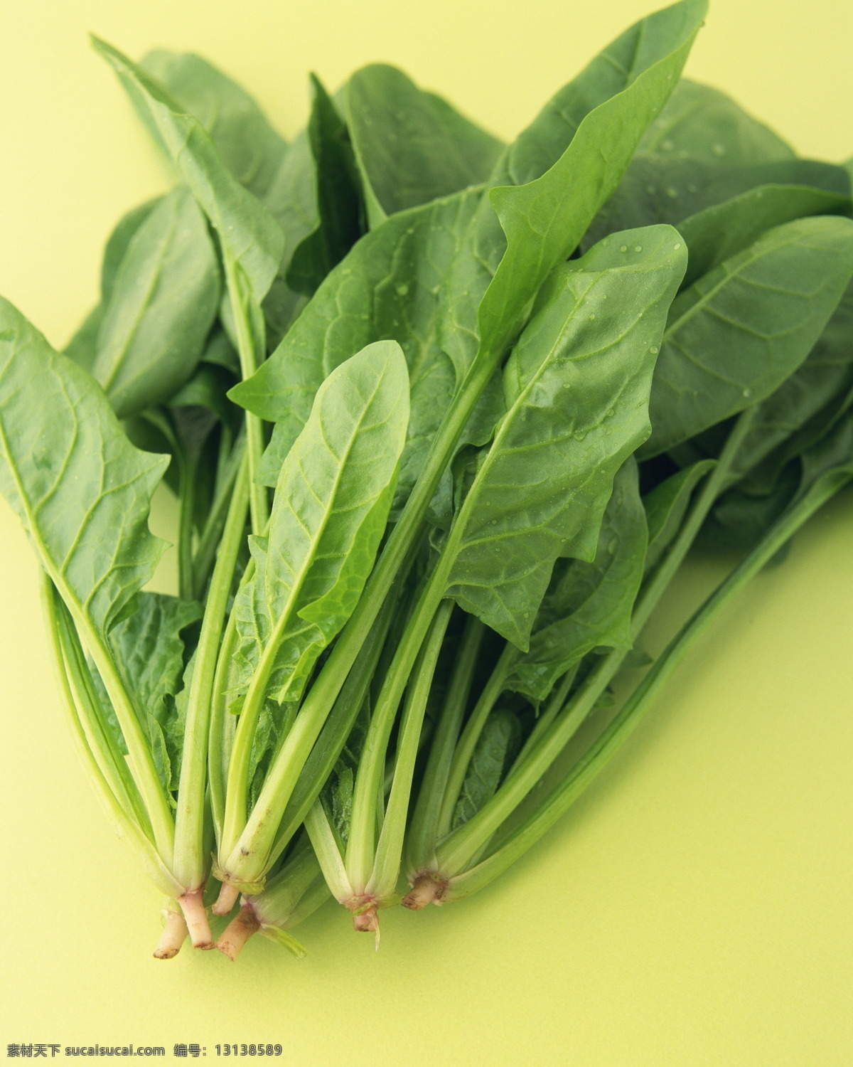 菠菜 青菜 绿叶 蔬菜 叶子菜 食材 食物 蔬菜摄影 生物世界