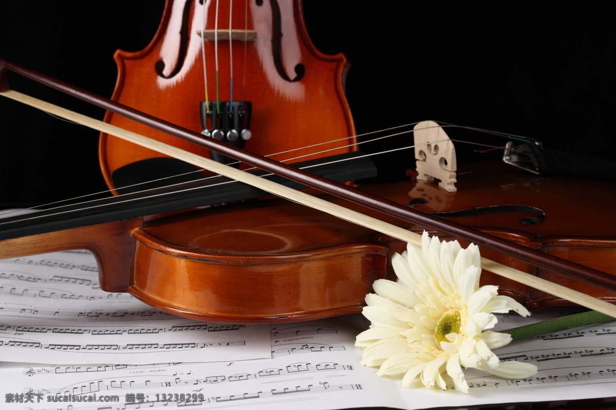 小提琴 音符 乐谱 中提琴 文化艺术 花 鲜花 音乐 影音娱乐 生活百科