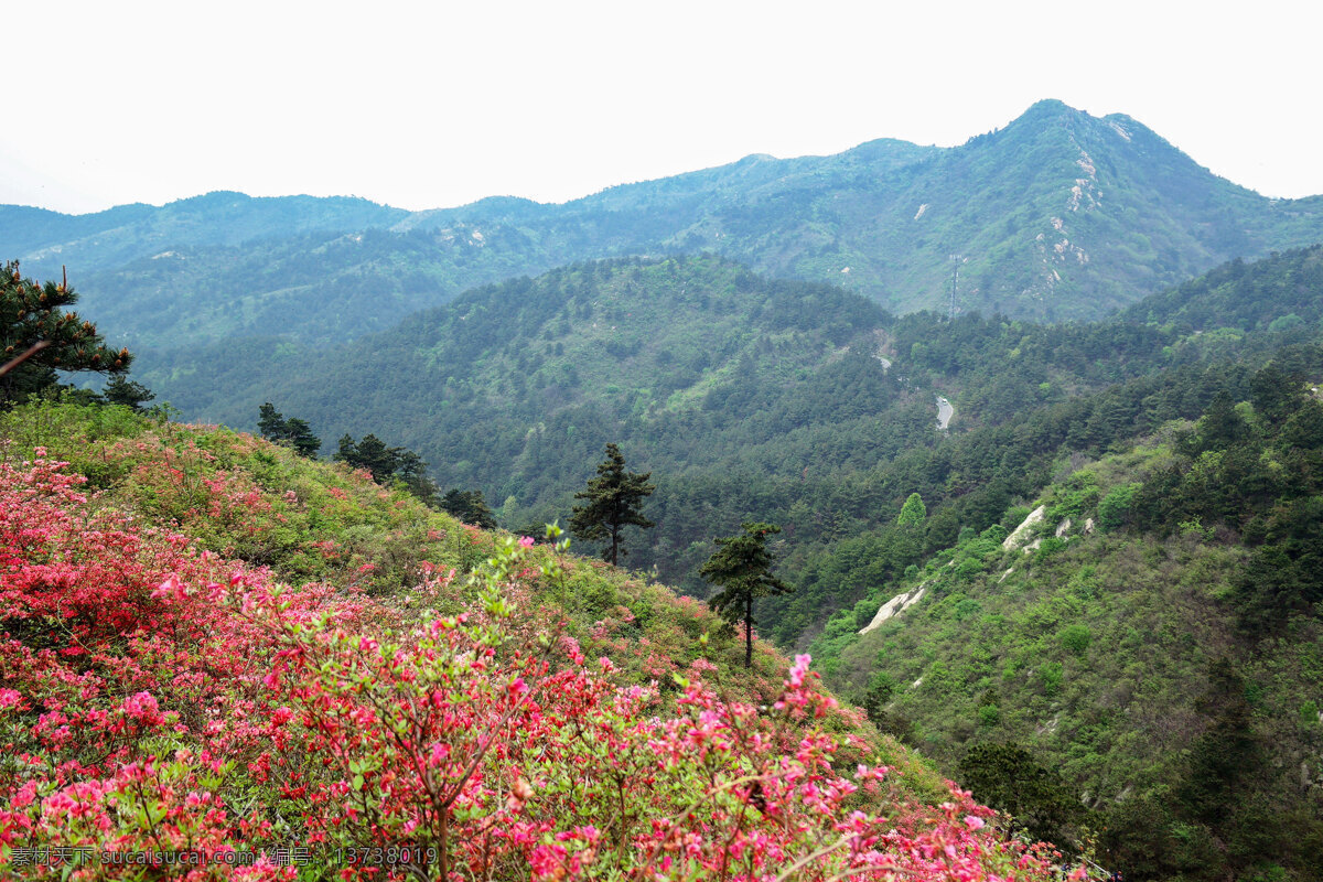 杜鹃花 杜鹃 映山红 山花 山林 武汉云雾山 杜鹃花海 云雾山风景区 红杜鹃 生物世界 花草