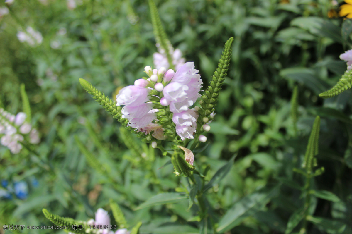 假龙头 植物 景观 花 风景 装饰 花草 生物世界