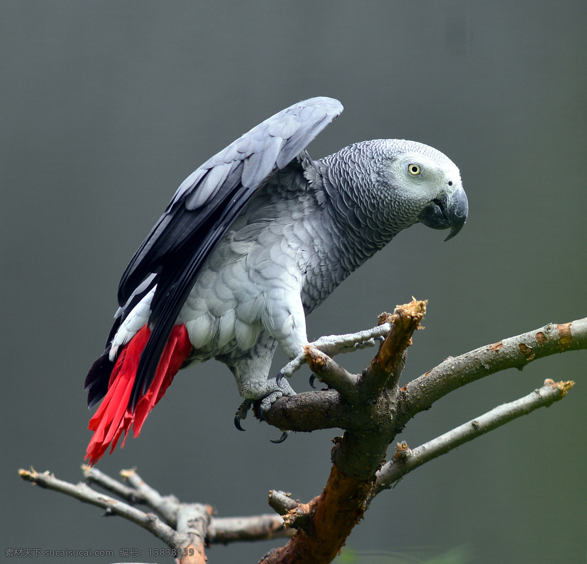 树枝 上 鹦鹉 空中飞鸟 鸟类 禽类 动物 野生动物 动物世界 动物摄影 生物世界