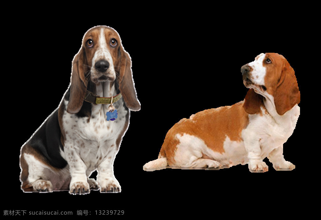 巴 吉 度 猎犬 相片 免 抠 透明 图 层 法国 漫画 巴吉度猎犬 纯种 可爱 大 耳朵