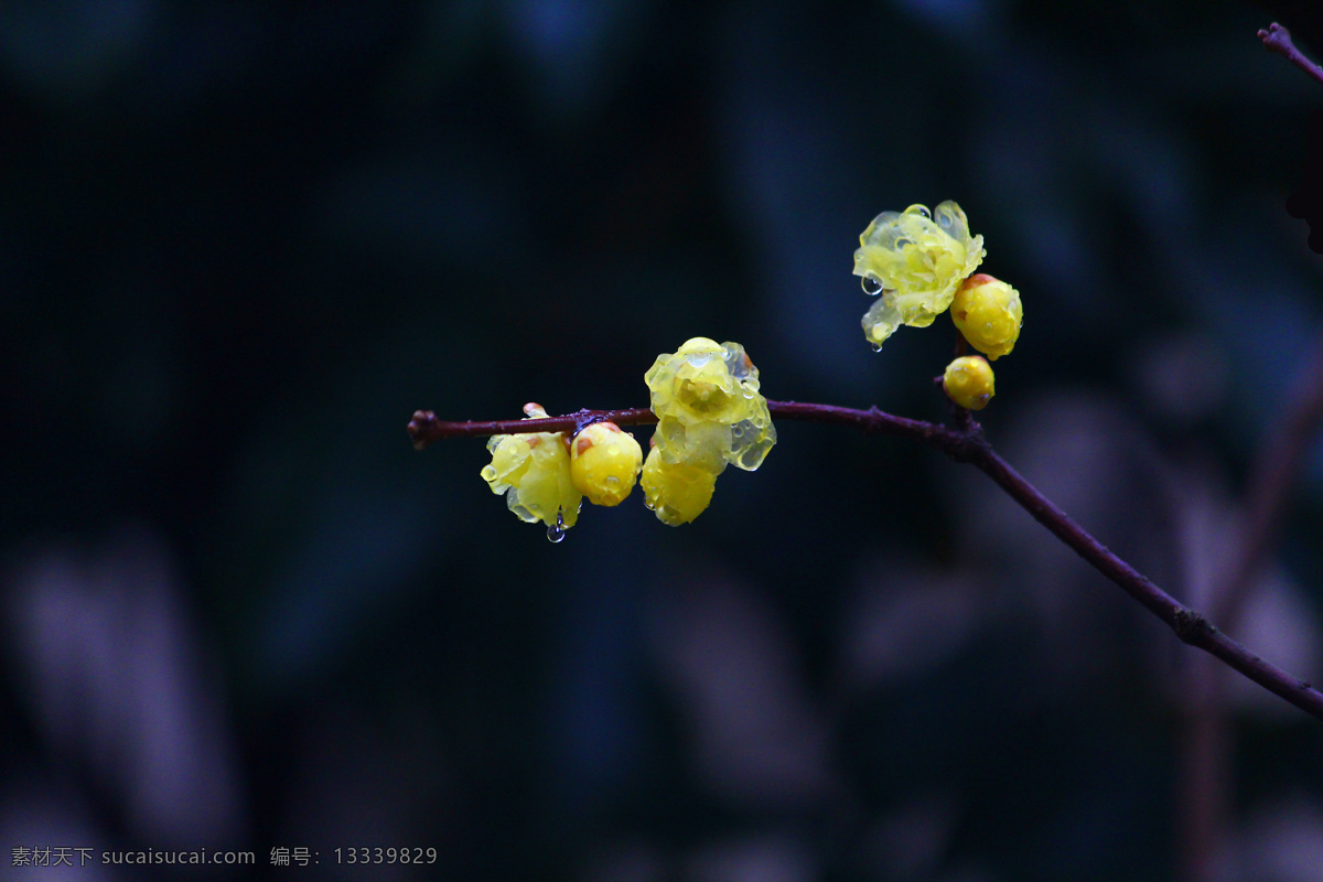 腊梅冬雨 生物世界 花草 花卉 腊梅 梅花 冬梅 梅花疏影