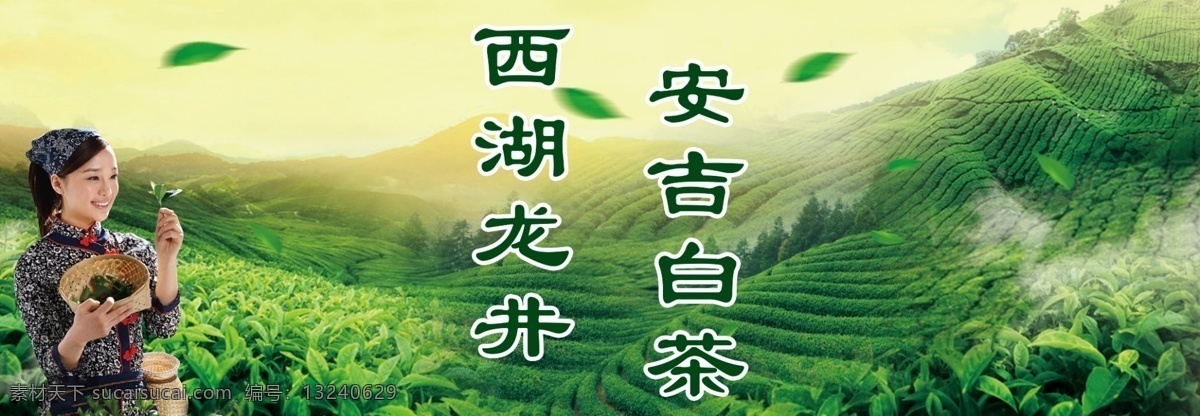茶山 茶叶 采茶 海报 喷绘 展板 采茶女 西湖龙井 安吉白茶 绿色
