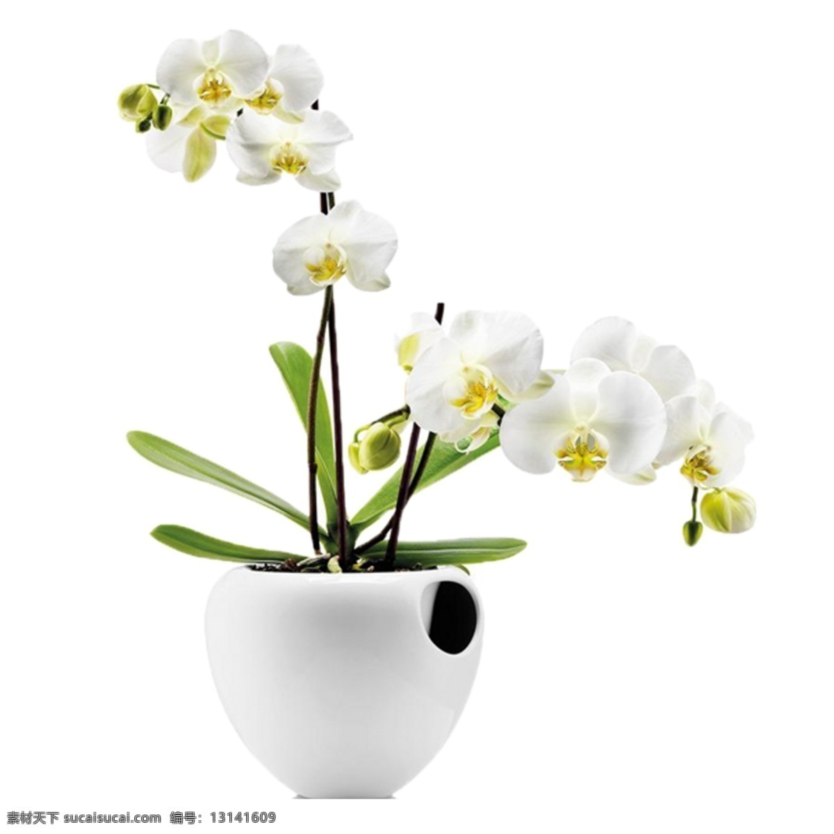 漂亮 盆栽 装饰 白花 绿叶 白色花盆 装饰素材