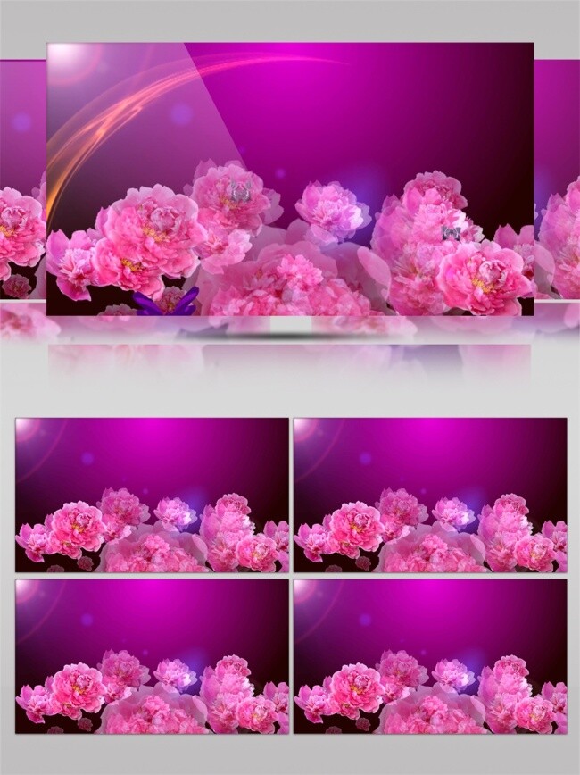 花开 富贵 视频 春节花开 粉色 花朵 花朵盛开 自然风光素材 田园风光 美丽风景素材