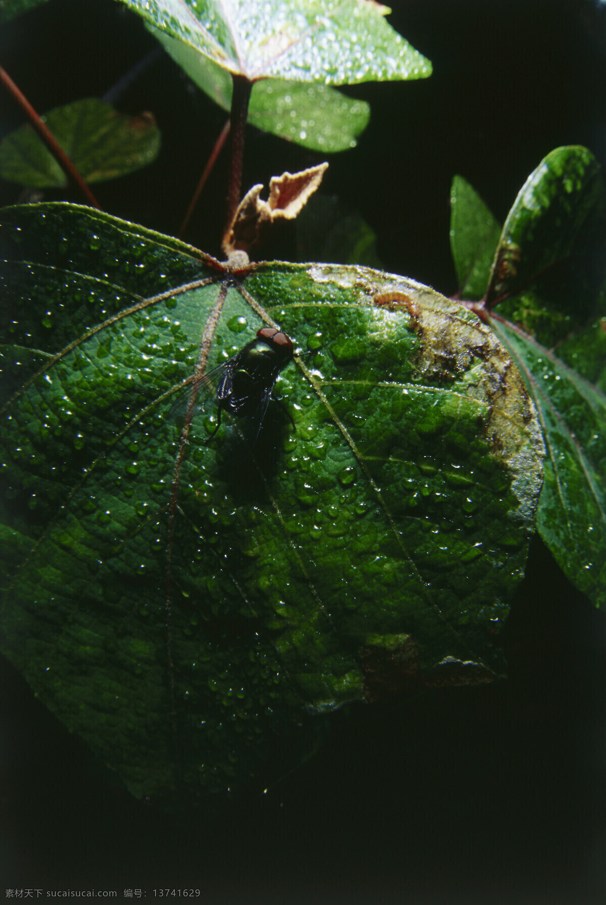 苍蝇图片素材 苍蝇 昆虫 动物世界 昆虫世界 生物世界