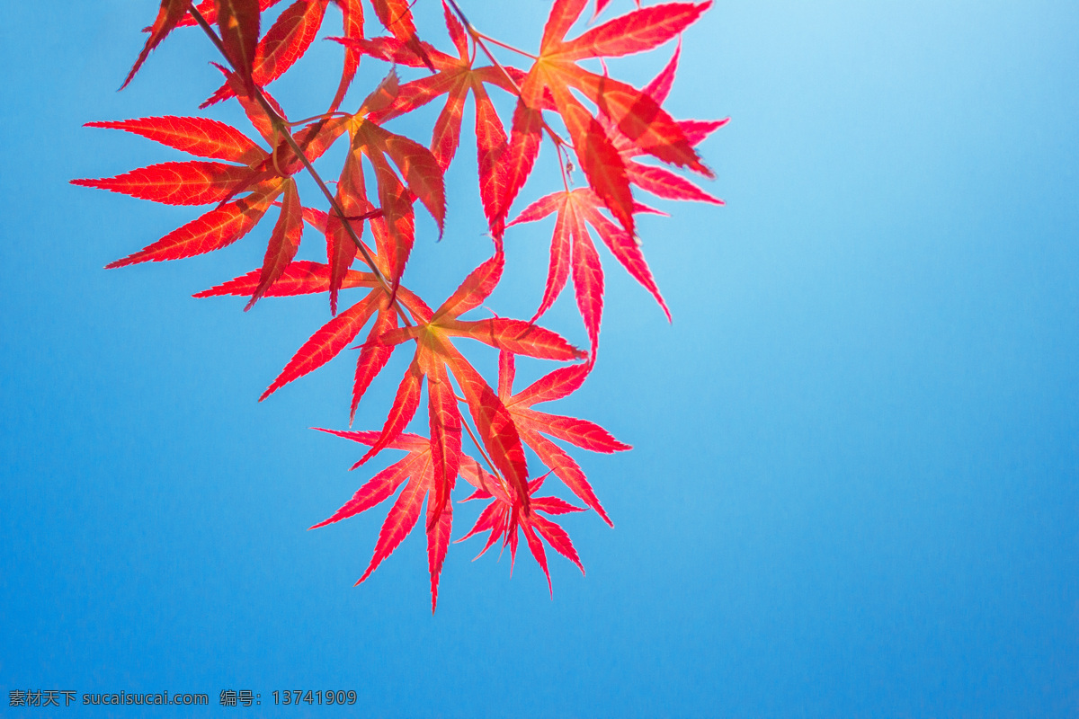 红色 枫叶 秋季 背景 海报 素材图片 简约留白背景