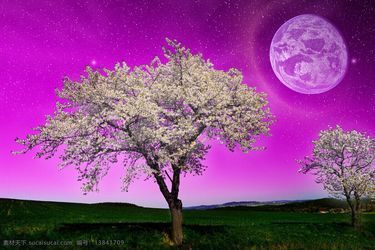 紫色 天空 圆月 夜景 树木 夜空