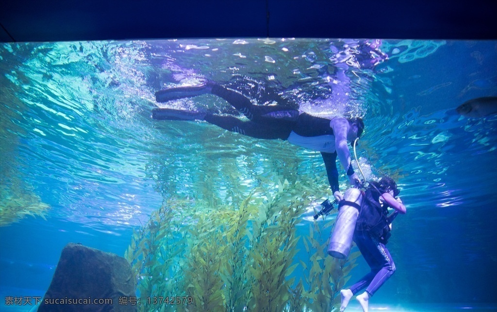 潜水学习 海洋馆潜水 潜水练习 海洋馆 潜水设备 海洋潜水 皇家海洋馆 旅游摄影 国内旅游