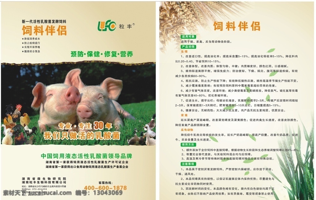 饲料单页 饲料宣传单 猪饲料 简单背景 单页 粒丰
