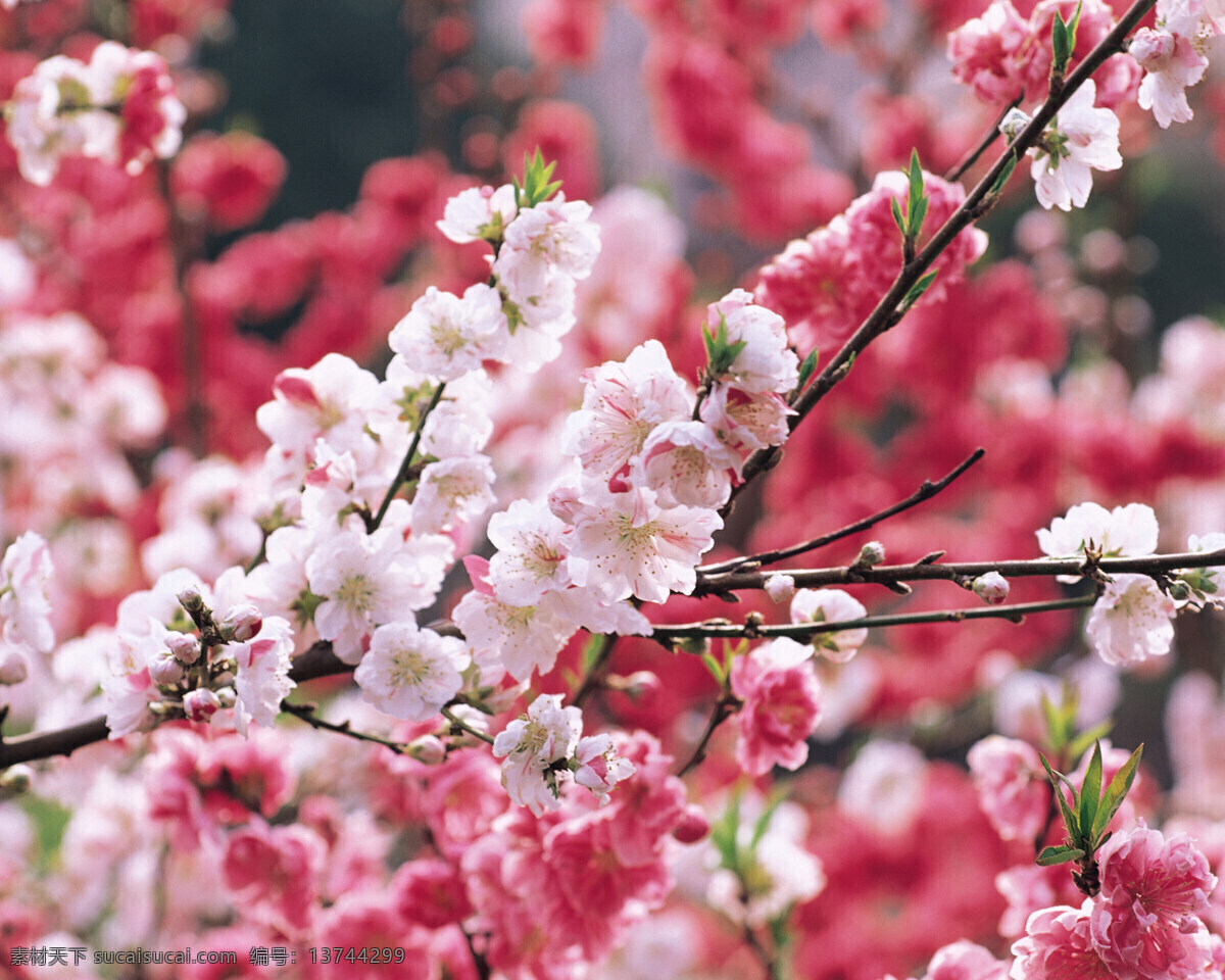 粉红桃花 桃花海洋 春色 粉色