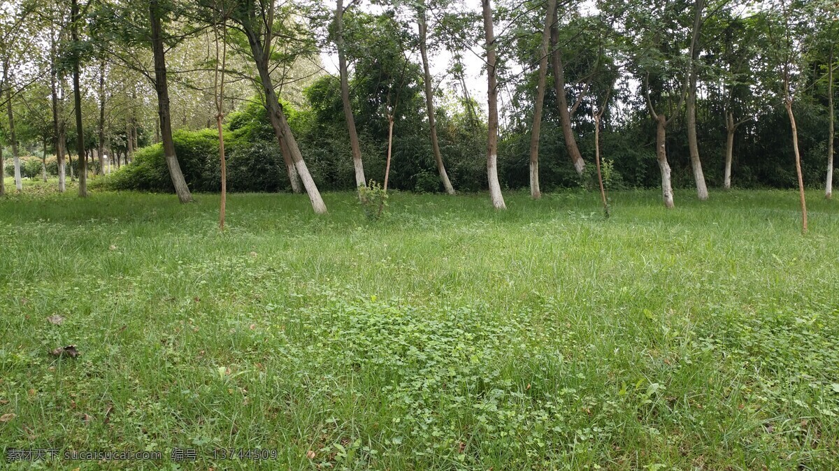 随拍 旅游 植物 树木 草坪 新北川 旅游摄影 国内旅游