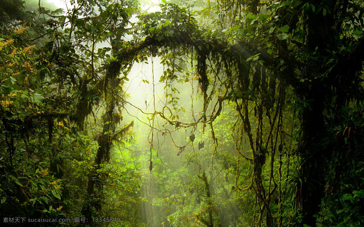 古树林 树林 热带雨林 森林 古树 藤条 生物世界 树木树叶