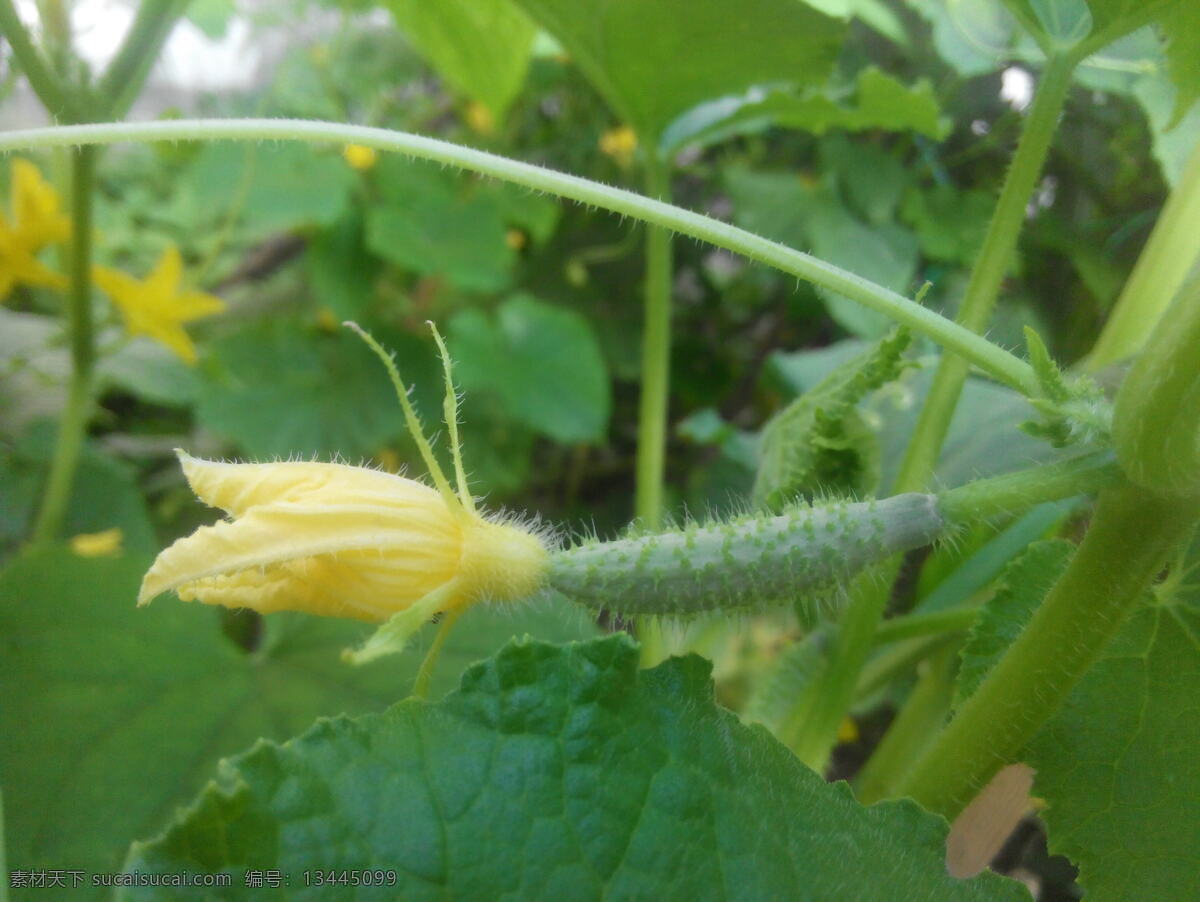 鲜嫩 绿色 黄瓜 蔬菜 绿色蔬菜 生物世界 花草