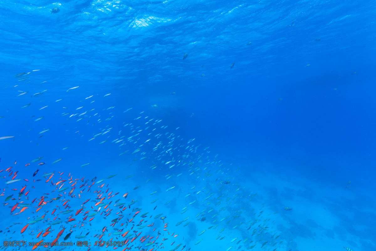 海洋世界 海底世界 海洋馆 海底 海洋 海豚 海底背景 海洋背景 海底鱼群 海洋生物 海底鱼 海洋鱼 海底生物 海底潜水 海底珊瑚 海底鱼类 海洋公园 海洋动物 海洋鱼类 水下 潜水 热带 珊瑚 珊瑚礁 色彩斑斓 鱼群 热带鱼 水族馆 观赏鱼 海水鱼 海水观赏鱼 动物 生物世界
