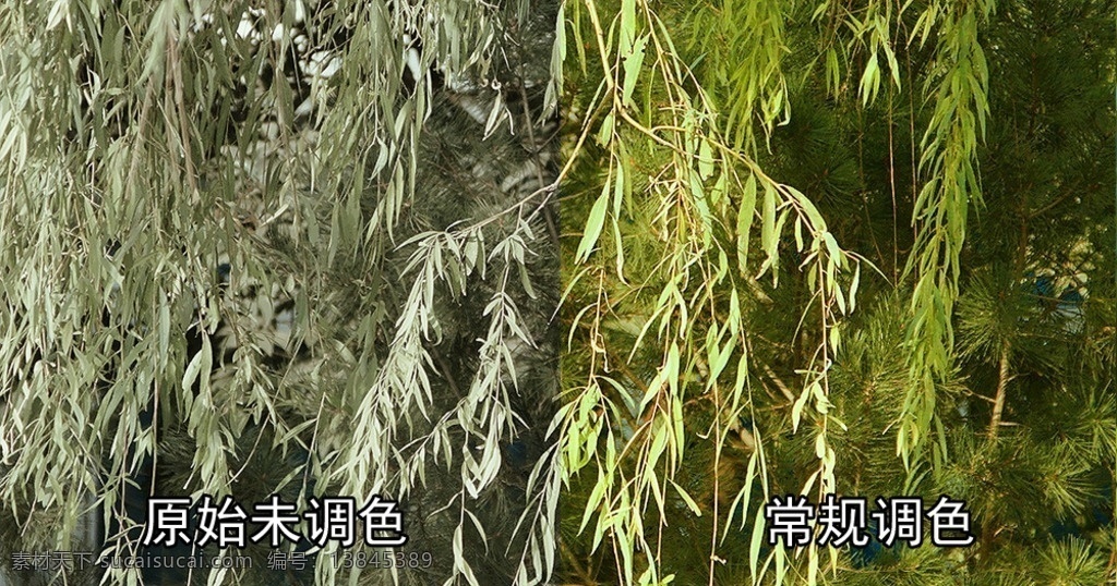 自由 摇摆 柳条 柳树 摇摆的柳条 柳树成荫 繁茂的柳树 柳条高清视频 柳树背景 柳树素材 多媒体 实拍视频 动物植物 mov