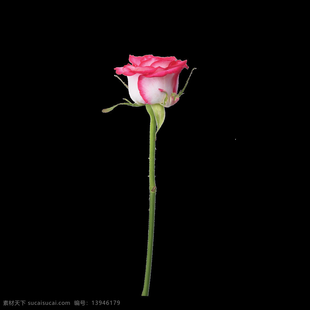 支 玫瑰花 鲜艳花朵 美丽鲜花 花卉花草 花草植物 漂亮花朵 玫瑰花素材 底纹背景 鲜花摄影 一支
