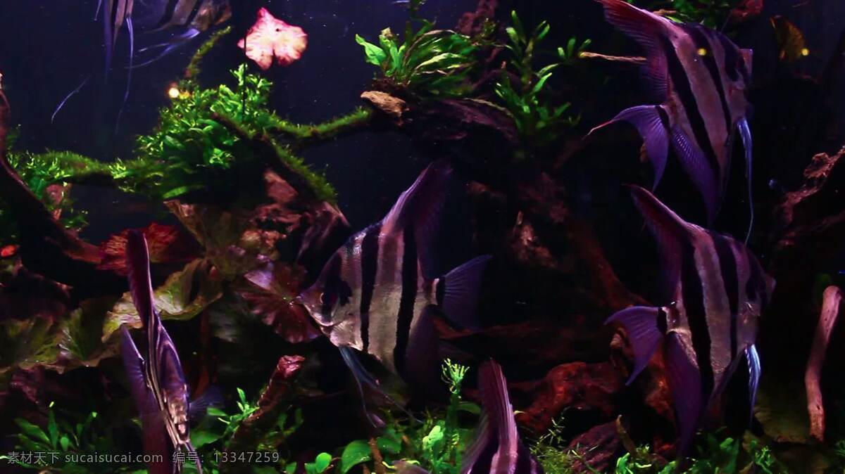 坦克天使鱼 天使 鱼 热带的 水族馆 物种 社区 游泳 移动 令人放松的 绿色 植物 沼泽 木材 氧气