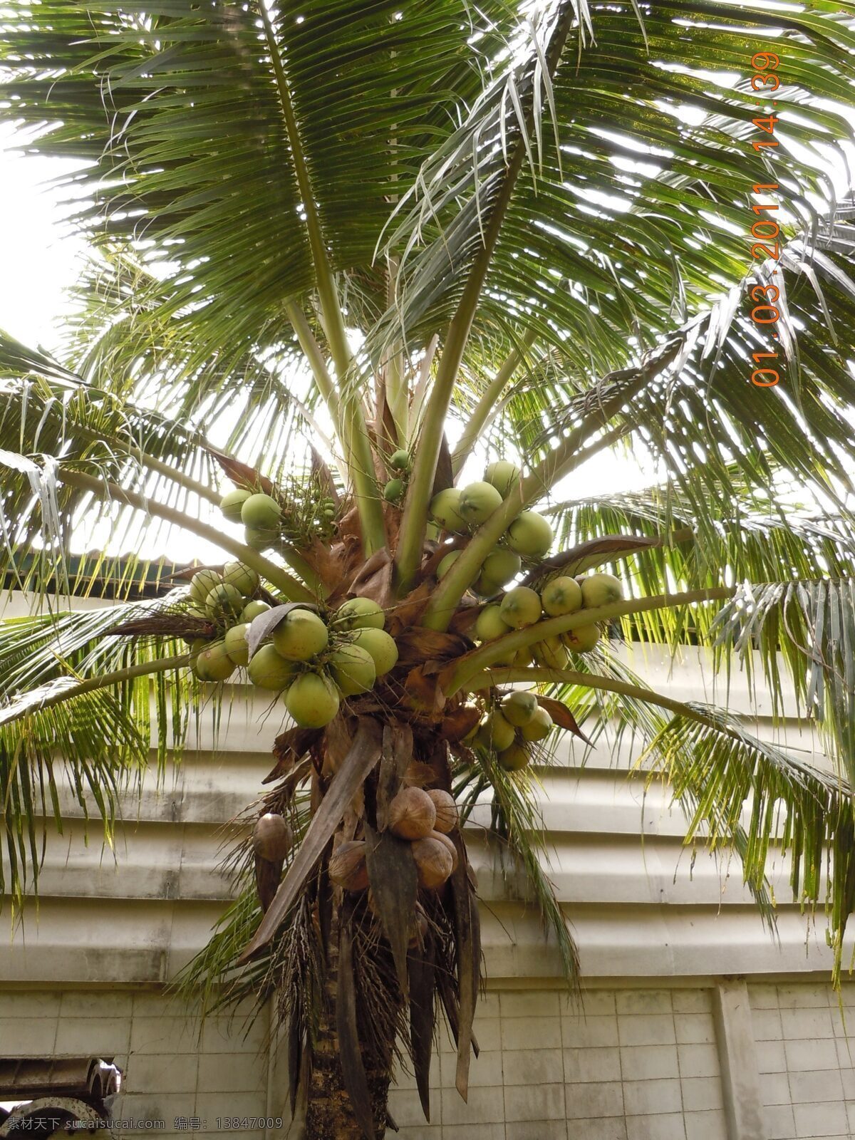 椰子树 椰树 椰子 植物 热带植物 亚热带 椰香 大叶植物 泰国植物 泰国旅游 树木 泰国椰子 树木树叶 生物世界