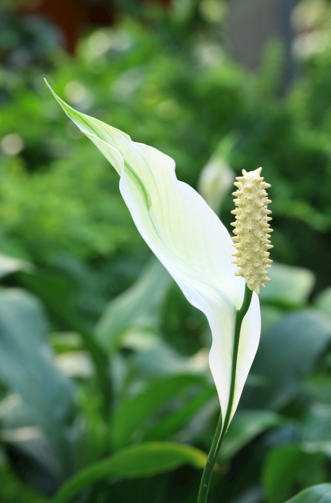 白鹤芋 苞叶 白掌 苞叶芋 花卉 花儿 花草 植物 园林绿化 绿化景观 花朵 红掌粉掌 生物世界