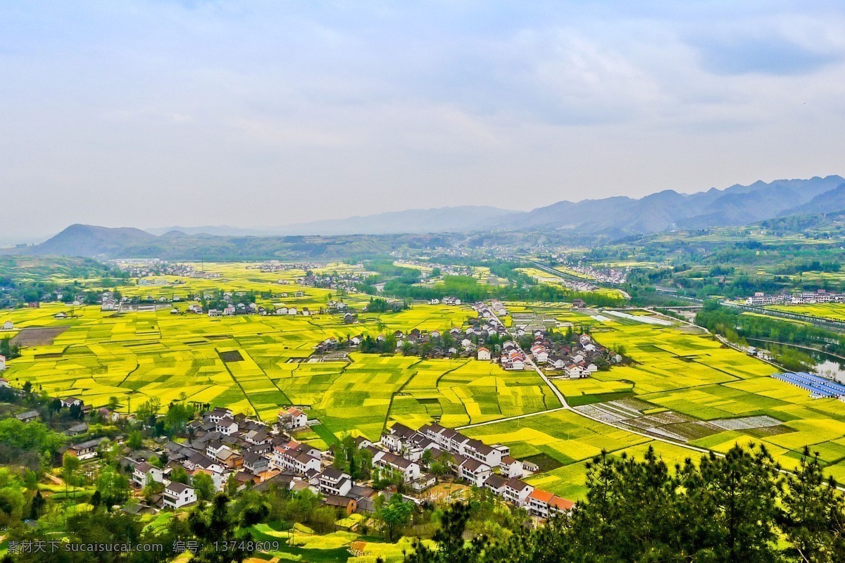 油菜花 天空 房子 村庄 花 自然景观 自然风景