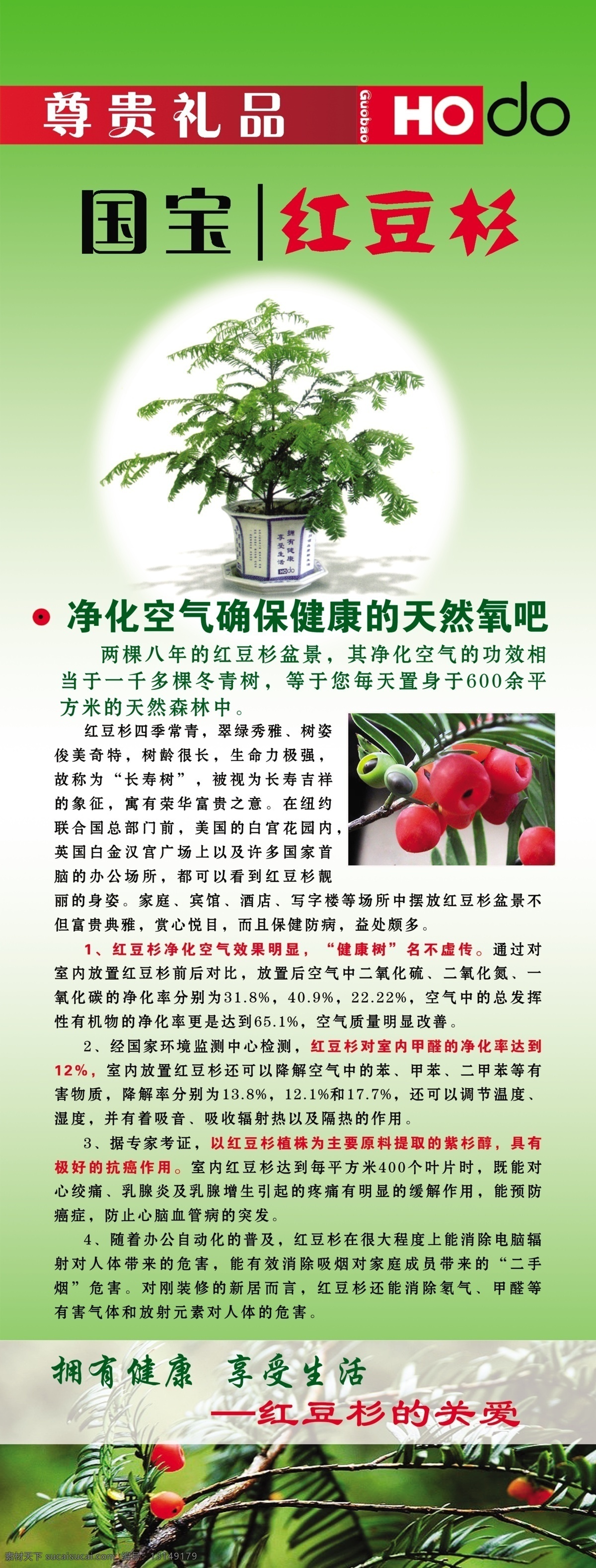 红豆杉展架 红豆杉 国宝 果实 红豆杉果实 展架 x展架 简介 用途 广告 分层 源文件