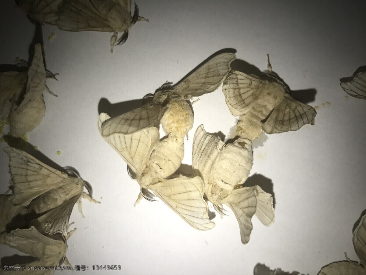 蚕蛾交配 蚕蛾 昆虫 生物世界 蚕宝宝 出茧 白蛾 蛾子 飞蛾 高清图片集