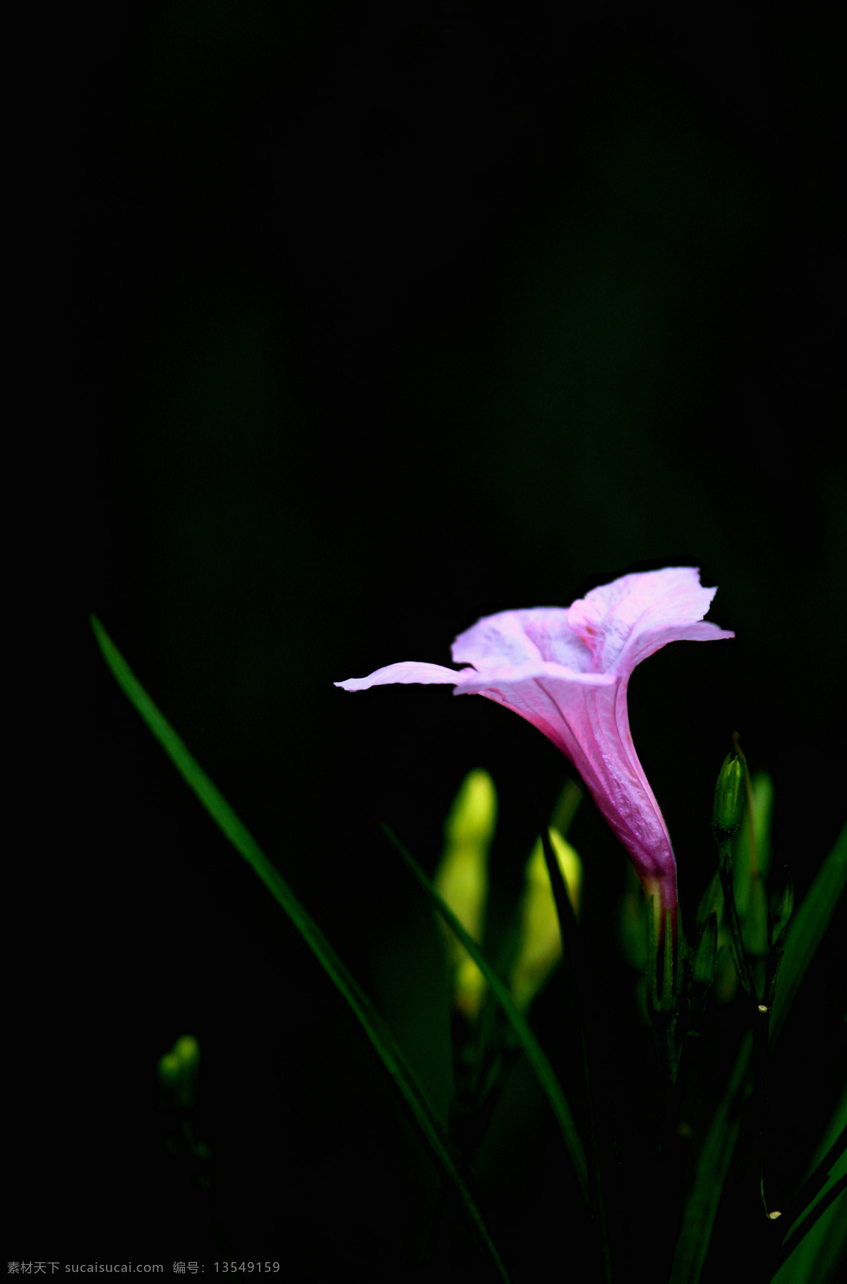 紫叶芦莉草