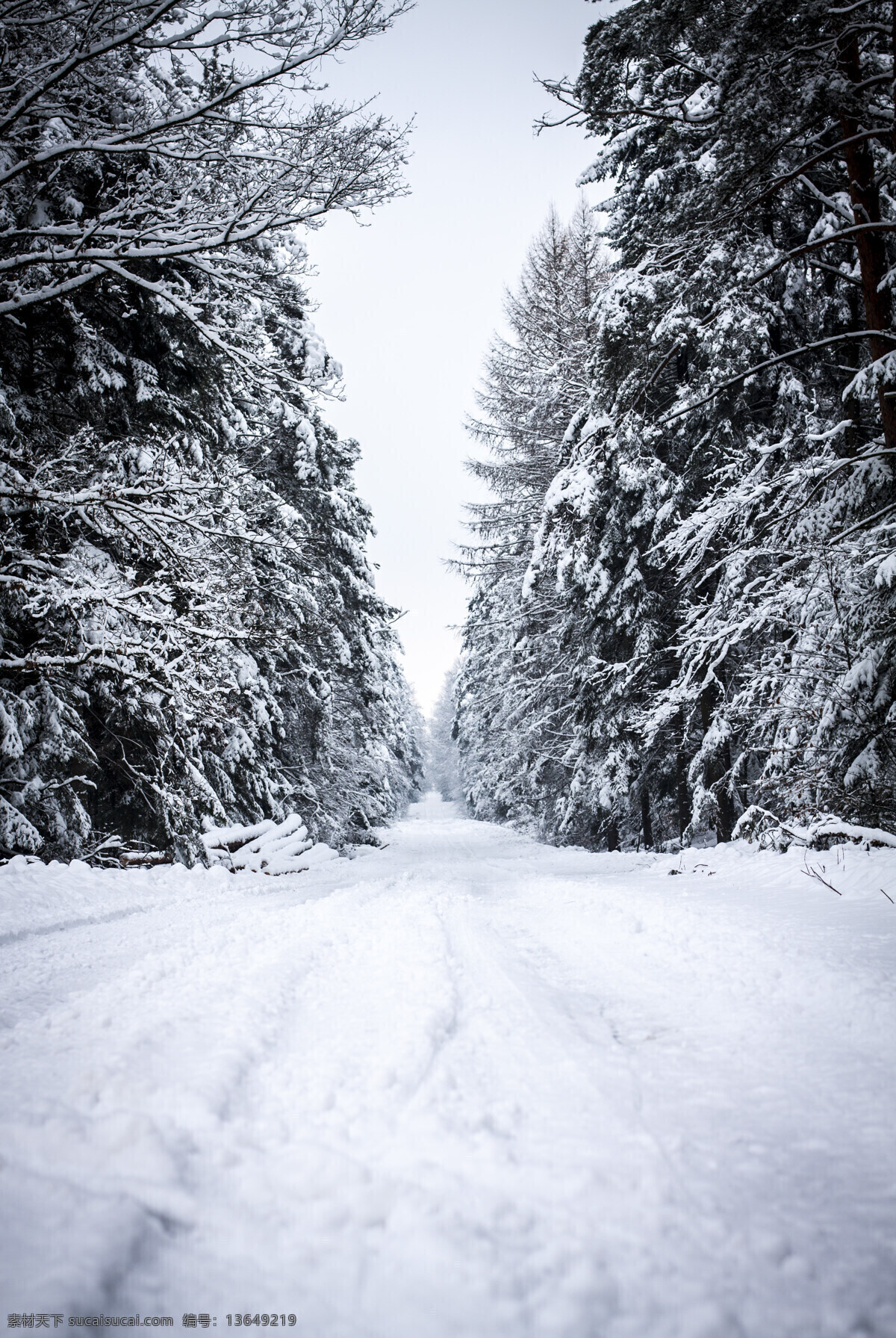 树林 小路 冬天 雪景 冬天雪景 冬季风景 雪地风景 树林风景 自然风景 美丽风景 美景 景色 雪景图片 风景图片