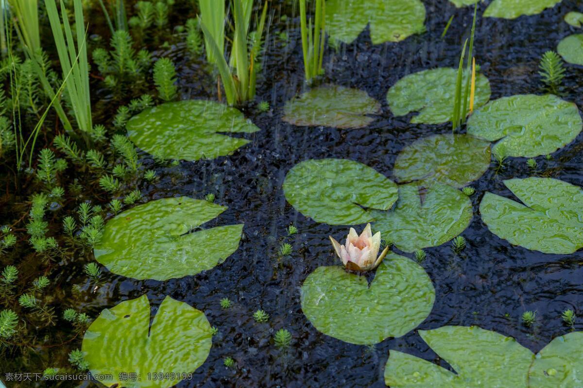 雨中荷花 雨中 莲花 莲 爱莲说 大雨滂沱 莲叶 叶 池塘 水塘 阴郁 阴霾 阴天 天 雨 下雨 阴天快乐 下雨快乐 雨水 天气 心情 自然景观