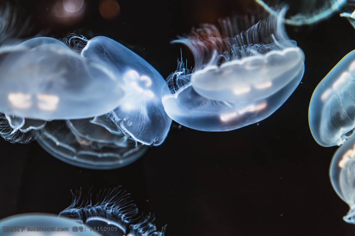 透明的水母 透明 水母 海蜇 海洋生物 晶莹 生物世界