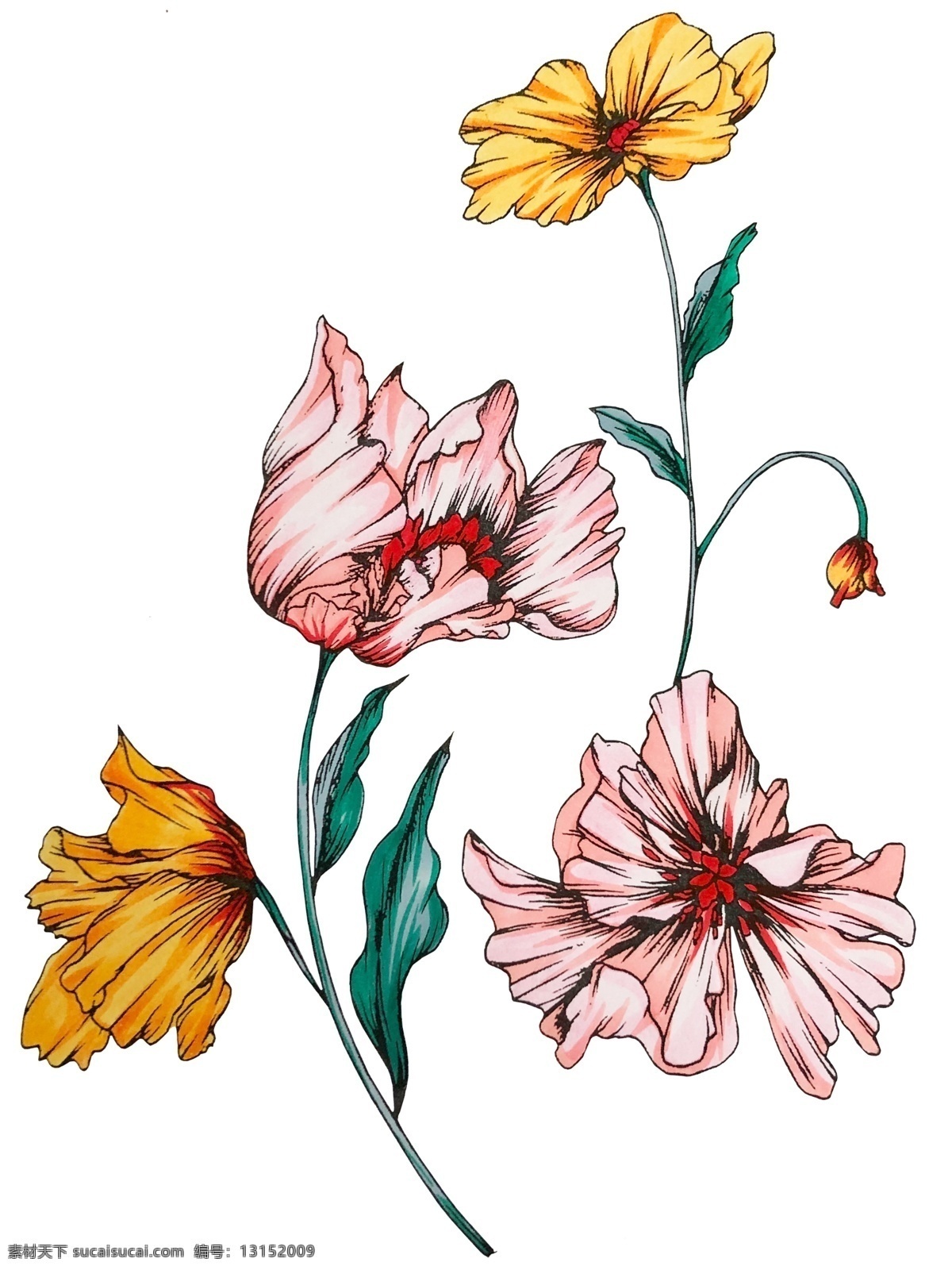 原创 插画 水彩 手绘 花卉 植物