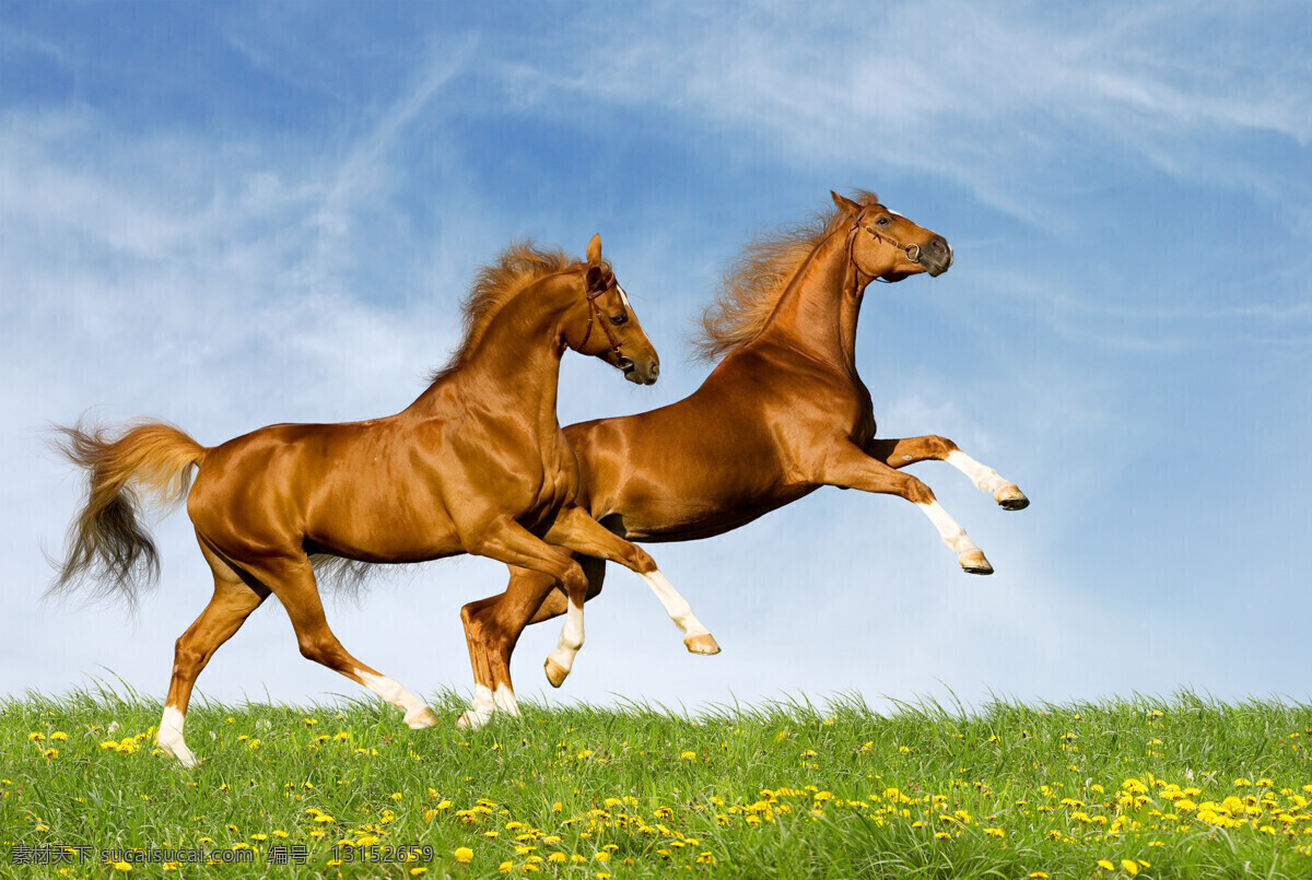 骏马 马 奔跑 奔腾的骏马 健硕 骏马图片 动物 种马 生物世界 野生动物