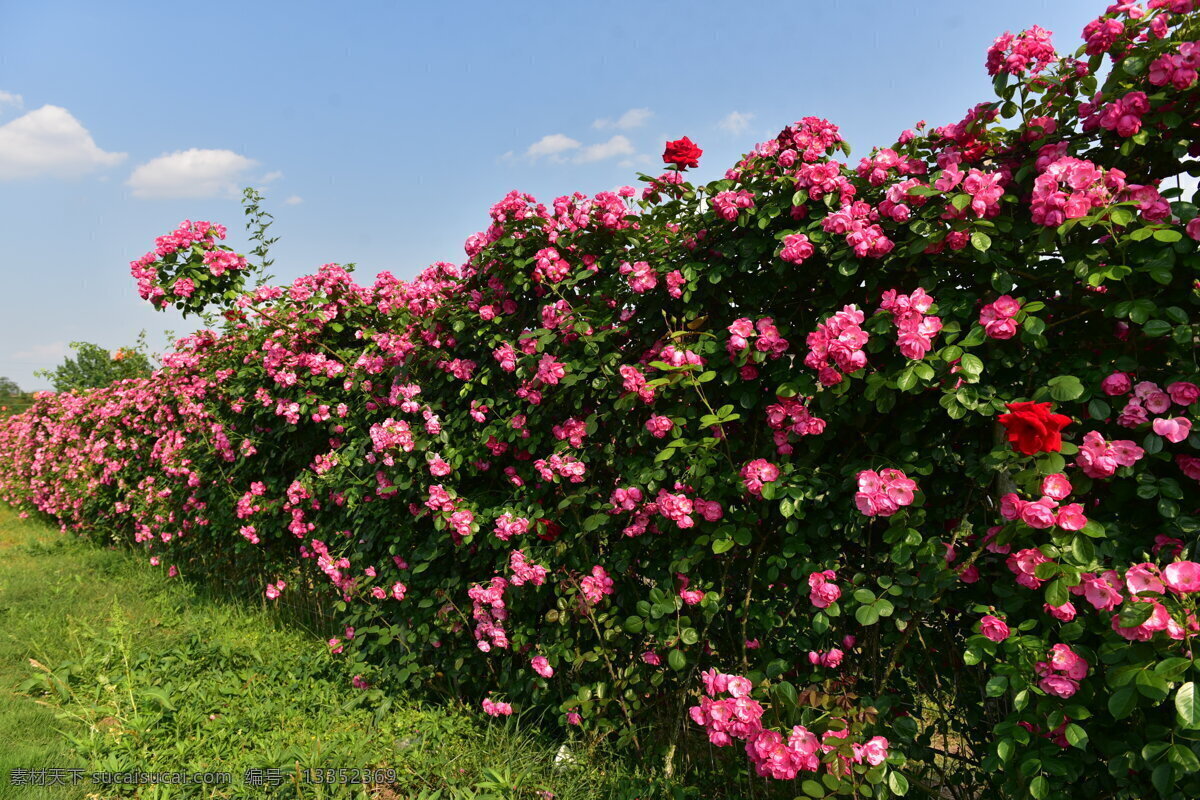 月季花墙 花 月季 风景 绿色 草 蓝天 白云 自然景观 田园风光