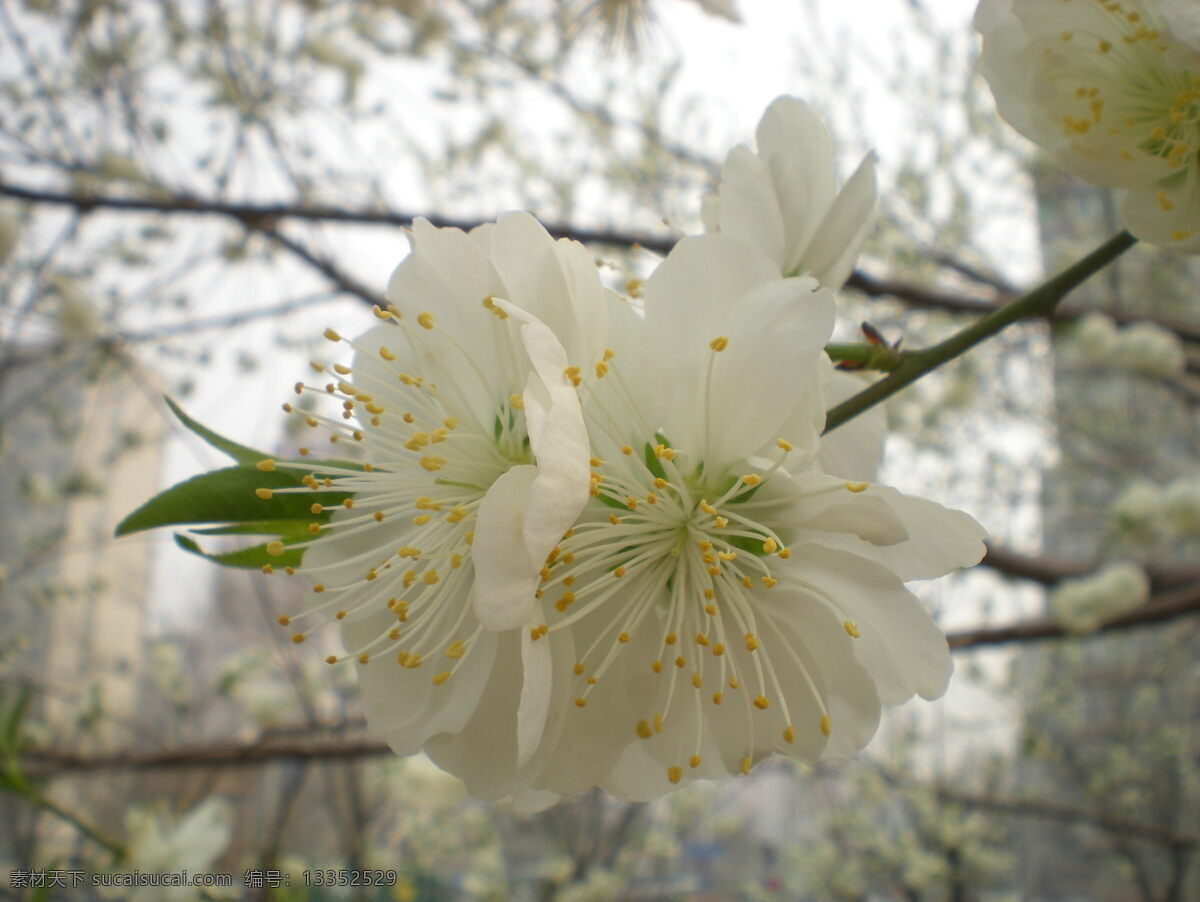 白梨花 花 花草 生物世界